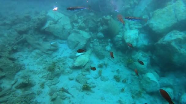 Damselfish Puffer Ryby Pod Vodou Moře Lagocephalus Sceleratus Odkazoval Tyto — Stock video