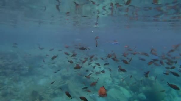 Damselfish Poffer Риби Під Водою Морі Lagocephalus Sceleratus Називається Такими — стокове відео
