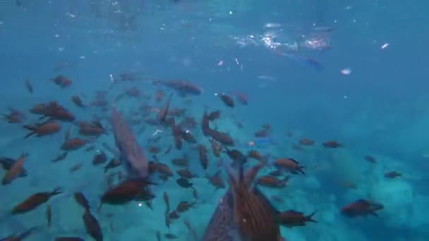 Damselfish Puffer Ryby Pod Vodou Moře Lagocephalus Sceleratus Odkazoval Tyto — Stock video