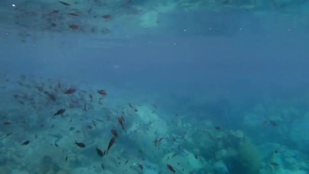 Damselvis Kogelvis Onderwater Zee Lagocephalus Sceleratus Wordt Aangeduid Met Deze — Stockvideo