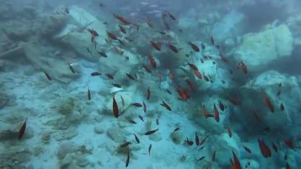 Damejfisk Och Blåsfisk Vatten Havet Lagocephalus Sceleratus Omnämns Med Följande — Stockvideo