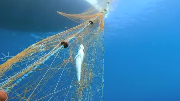 海の下のボートからぶら下がっている網の魚 深い青の海の水中釣りスパイラルライン釣り網でキャッチ魚 無限に伸びる亀 トラップスネア待ち伏せデコイルアーアンブスケード動物の伝統的な船 — ストック動画