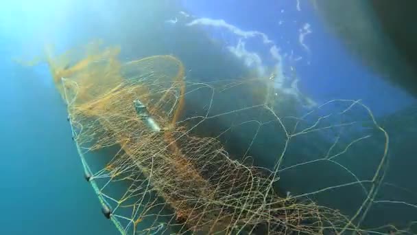 Caught Fish Net Hanging Boat Sea Underwater Fishing Deep Blue — Stock Video