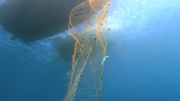 Caught Рыбы Сети Висит Лодке Sea Underwater Рыбалка Глубокой Синей — стоковое видео
