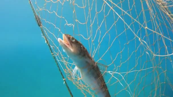 Caught Kalaa Verkossa Roikkuu Veneestä Meren Alla Vedenalainen Kalastus Syvän — kuvapankkivideo