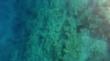 4K. Sığ sularda deniz yüzeyinde ışığın yansıması. Güneşli bir yaz gününde yosun ve bitki içeren deniz kumu. Sahil kıyısı sahil kıyısı kıyı kıyısı kıyı kıyısı kıyı kıyısı deniz kıyısında sivri deniz okyanusu, deniz sinemaları.