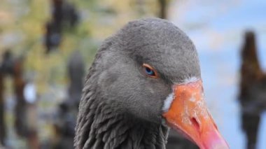 4K.Kaz kafası mavi gözlü ve turuncu gagalı. Bitkisel kuş suratlı. Vahşi ördek vahşi ördek kuş kuşları ornitolojisi tünemiş beyaz erkek gri kadın portresi.