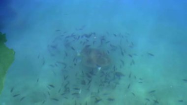 Açık deniz yüzeyinde yüzen, nefes alan ve dalan Loggerhead deniz kaplumbağası. Caretta karetta karetta okyanus vahşi deniz sürüngeni Cheloniiidae Atlantik Okyanusu Hint Okyanusu 'nda su altı yeşil yosunsu yosunları 4K