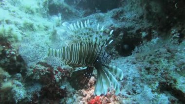 Aslan balığı pterois zehirli bir deniz balığıdır. Ayrıca ateşböceği hindibalığı. kelebek tadında morina balığı. Kırmızı beyaz bant, dikenli yüzgeç vatkaları..