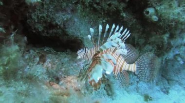 Aslan balığı pterois zehirli bir deniz balığıdır. Ayrıca ateşböceği hindibalığı. kelebek tadında morina balığı. Kırmızı beyaz bant, dikenli yüzgeç vatkaları..