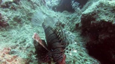 Aslan balığı pterois zehirli bir deniz balığıdır. Ayrıca ateşböceği hindibalığı. kelebek tadında morina balığı. Kırmızı beyaz bant, dikenli yüzgeç vatkaları..