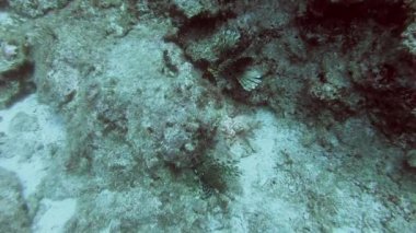 Aslan balığı pterois zehirli bir deniz balığıdır. Ayrıca ateşböceği hindibalığı. kelebek tadında morina balığı. Kırmızı beyaz bant, dikenli yüzgeç vatkaları..