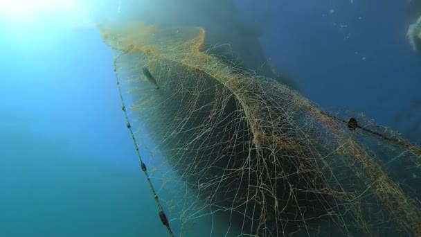 Fångad Fisk Nätet Hängande Från Båten Havet Undervattensfiske Efter Djupblå — Stockvideo