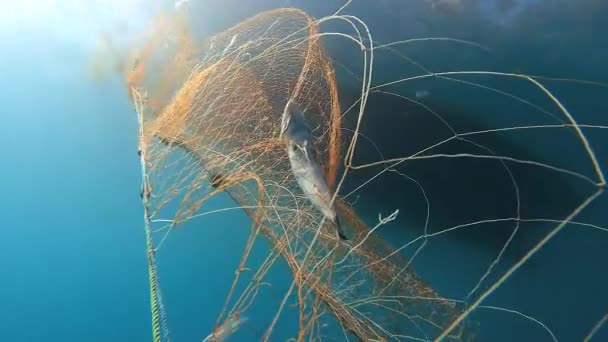 Gefangen Fische Netz Hängen Vom Boot Unter Dem Meeres Unterwasserfischen — Stockvideo