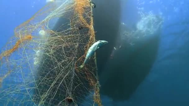 Catturati Pesci Rete Appesi Alla Barca Sotto Mare Pesca Subacquea — Video Stock