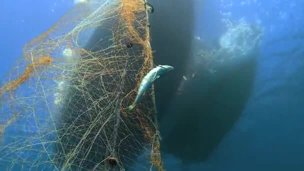 海の下のボートからぶら下がっている網の魚 深い青の海の水中釣りスパイラルライン釣り網でキャッチ魚 無限に伸びる亀 トラップスネア待ち伏せデコイルアーアンブスケード動物の伝統的な船 — ストック動画