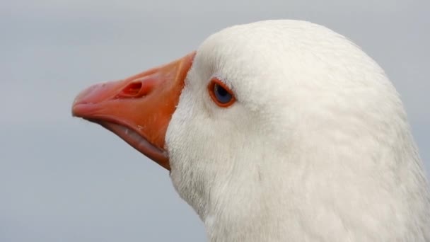 Tête Oie Aux Yeux Bleus Bec Orange Dans Son Environnement — Video