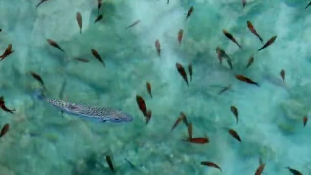 Puffer Fish Och Damegofisk Grunt Vattenyta Lagocephalus Sceleratus Refererar Till — Stockvideo