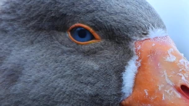 Gęsia Głowa Niebieskimi Oczami Pomarańczowym Dziobem Swoim Naturalnym Środowisku Roślinożerna — Wideo stockowe