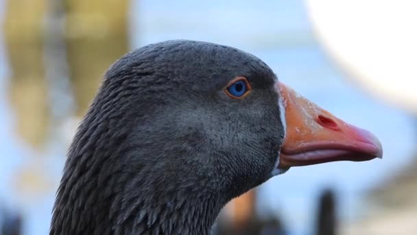 Cabeza Ganso Goose Con Ojos Azules Pico Naranja Entorno Natural — Vídeo de stock