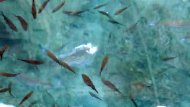 Puffer Fish Damselfish Shallow Water Surface Lagocephalus Sceleratus Referred Names — стоковое видео