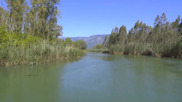 平らな平野の葦に囲まれた川 水面に行くカメラ低地の淡水の流れ夏の晴れた日 平和で無人で手付かずの湿地 — ストック動画
