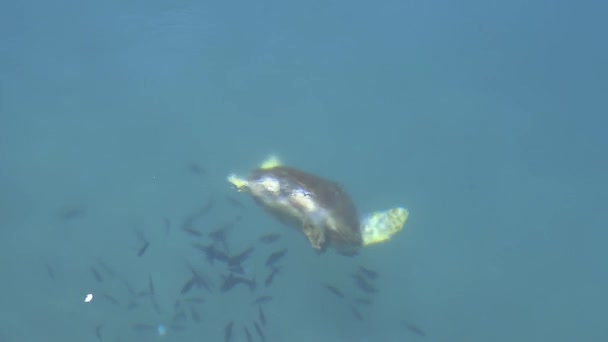 Loggerhead Zeeschildpad Zwemmen Ademen Duiken Het Oppervlak Van Heldere Zee — Stockvideo