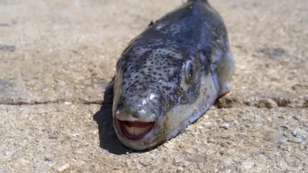 Živý Puffer Souši Lagocephalus Sceleratus Označován Těmito Jmény Pufferfish Puffers — Stock video