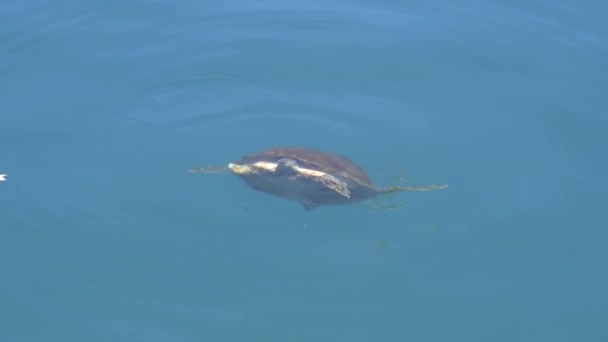 Tartaruga Marinha Cabeça Pau Nadando Respirando Mergulhando Superfície Mar Claro — Vídeo de Stock