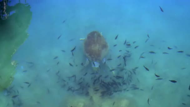 Loggerhead Sea Turtle Swimming Breathing Diving Surface Clear Sea Caretta — Stock Video