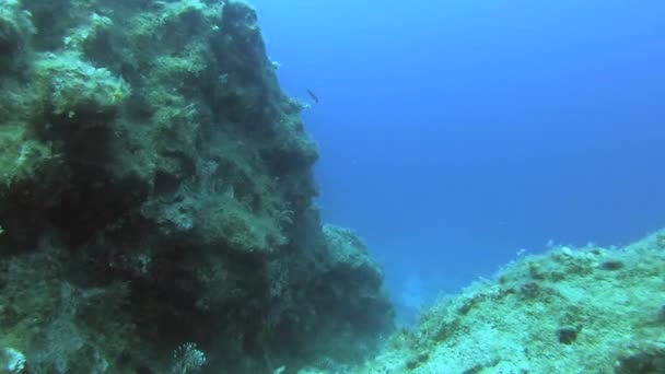 Lionfish Pterois Een Giftige Zeevis Ook Wel Vuurvliegvis Kalkoen Smakvis — Stockvideo