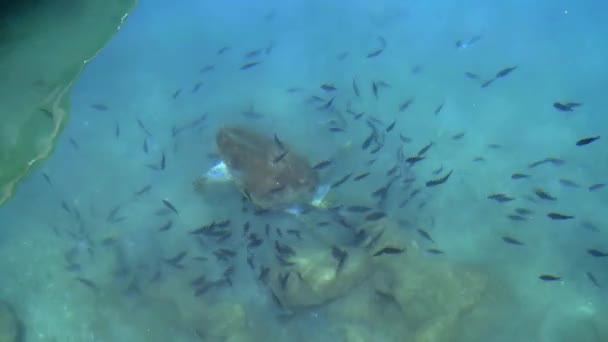Loggerhead Zeeschildpad Zwemmen Ademen Duiken Het Oppervlak Van Heldere Zee — Stockvideo