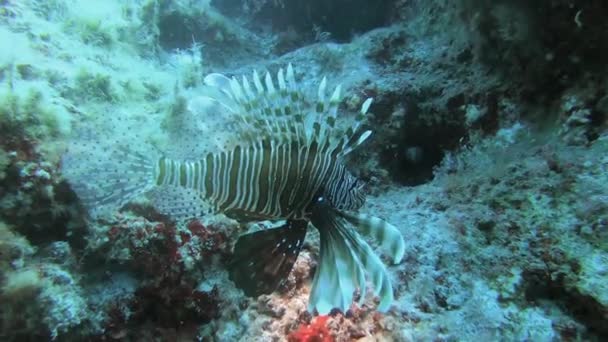 Aslan Balığı Pterois Zehirli Bir Deniz Balığıdır Ayrıca Ateşböceği Hindibalığı — Stok video