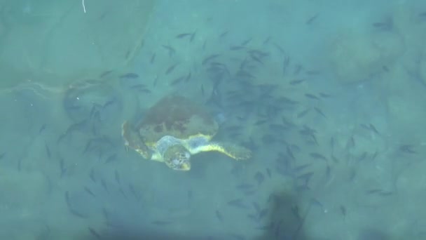 Tortuga Boba Nadando Respirando Buceando Superficie Del Mar Claro Caretta — Vídeos de Stock