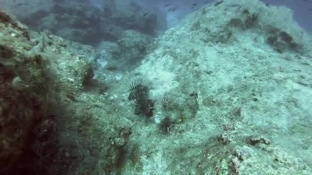 Lionfish Pterois Een Giftige Zeevis Ook Wel Vuurvliegvis Kalkoen Smakvis — Stockvideo