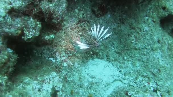 Aslan Balığı Pterois Zehirli Bir Deniz Balığıdır Ayrıca Ateşböceği Hindibalığı — Stok video