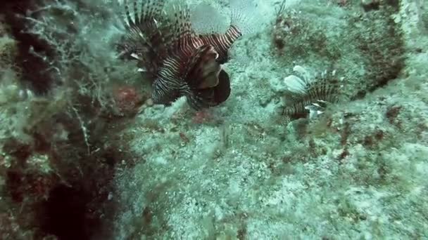 Lionfish Pterois Jest Jadowitą Rybą Morską Nazywany Również Firefish Indyk — Wideo stockowe