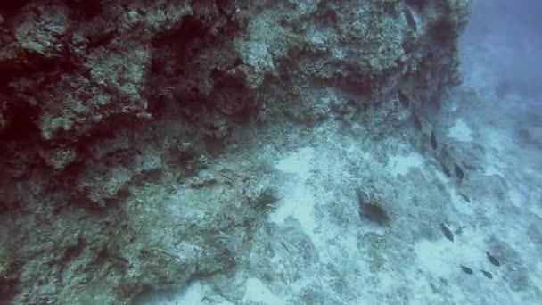Lionfish Pterois Giftig Marine Fish Also Kaldet Ildfisk Kalkunfisk Smagsfisk – Stock-video