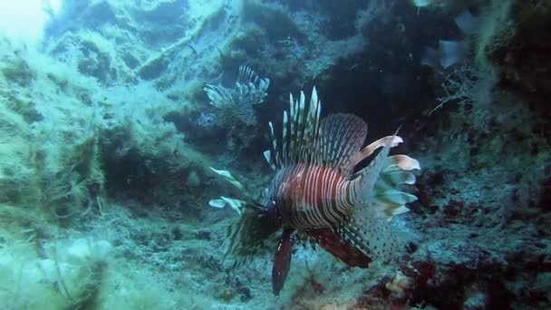 Lionfish Pterois Ist Ein Giftiger Meeresfisch Auch Firefish Truthahnfisch Geschmacksfisch — Stockvideo
