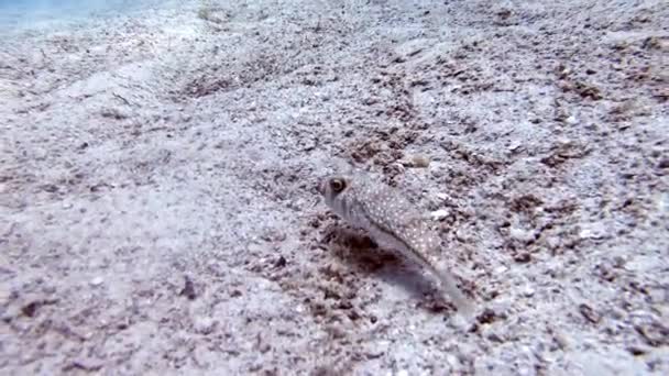 4K水中砂の海床にフグ ラゴシーファルス スケルタースは これらの名前によって参照されます フグフグフグフグバルーンフィッシュフグバブルフィッシュザリガニポルカピンフィッシュ — ストック動画