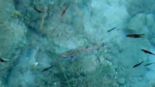 Puffer Fish Damselfish Shallow Water Surface Lagocephalus Sceleratus Refiere Los — Vídeo de stock