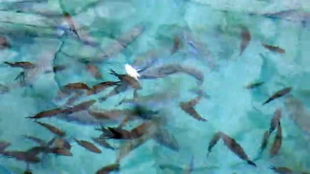 Puffer Ryby Damselfish Mělké Vodní Hladině Lagocephalus Sceleratus Odkazuje Názvy — Stock video