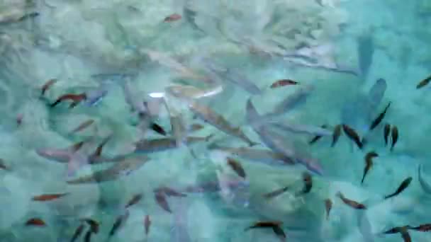 Puffer Ryby Damselfish Mělké Vodní Hladině Lagocephalus Sceleratus Odkazuje Názvy — Stock video