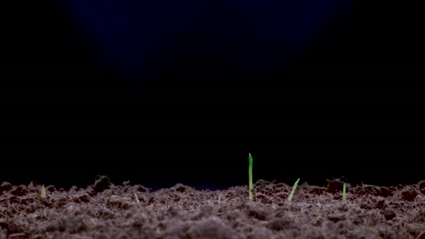 7680X4320 Cultivo Plantas Maíz Verde Semillas Que Germinan Bajo Suelo — Vídeos de Stock