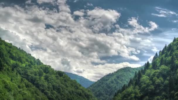 7680X4320 Air Movements Densely Forested Valley Time Lapse Nature Forest — Stock Video