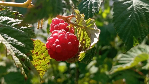 Organic raspberries on bush, copy space. Cultivation, food. Raspberry plantation. Growing berries closeup. Raspberry plant, raspberry bush. Ripe raspberry on branch in fruit garden