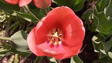 Lalelerden oluşan bir çiçek tarhı. Lale filizleri. Genç bahar bitkileri, tomurcuklar