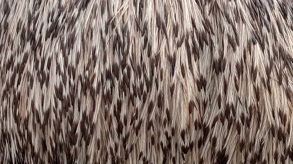 Die Textur Eines Emu Vogels Das Gefieder Eines Emu Vogels — Stockfoto