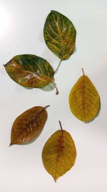 Beyaz arka planda izole edilmiş düşen bir elma ağacı yaprağı. İzole edilmiş elma yaprağı.