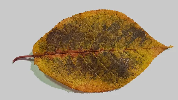 Падающий лист яблони изолирован на белом фоне. Изолированный яблочный лист. — стоковое фото